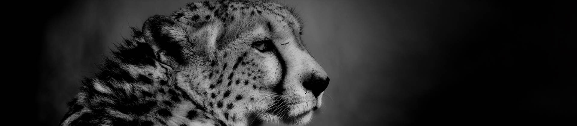 BORNIT – Fundamentflex 2K bornit.com.pl Silna marka w budownictwie